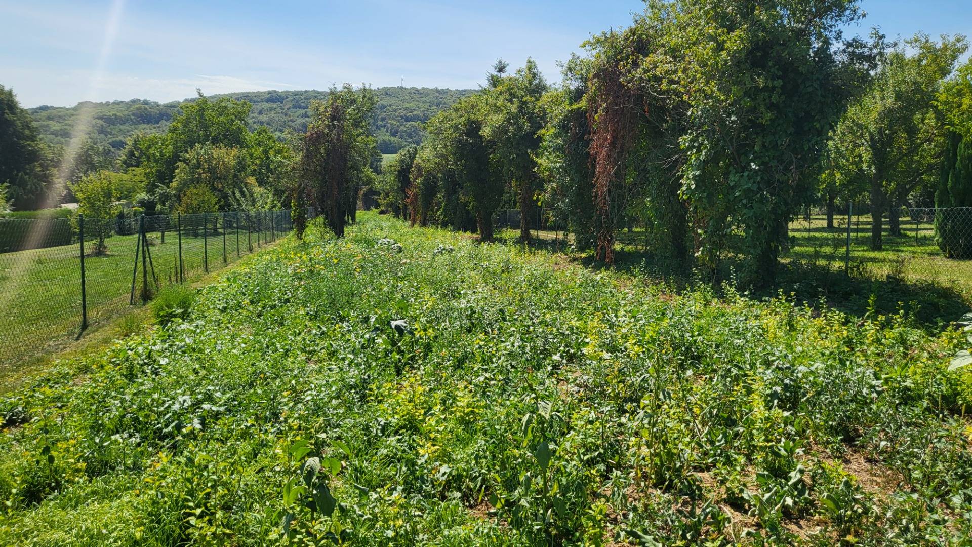 Großzügiges Baugrundstück in Edelstal