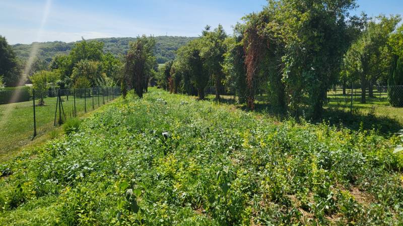 Großzügiges Baugrundstück in Edelstal